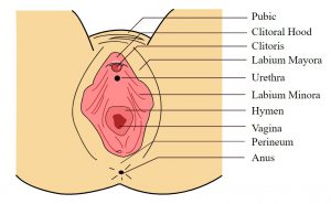 Female Vulva